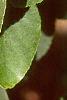 Alnus cordata, leaves