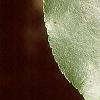 Alnus cordata, leaves