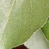 Alnus cordata, leaves