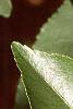 Alnus cordata, leaves