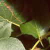 Alnus cordata, leaves