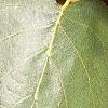 Alnus cordata, leaves