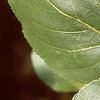 Alnus cordata, leaves