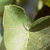 Alnus cordata, fruit