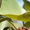 Alnus cordata, fruit
