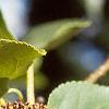 Alnus cordata, fruit