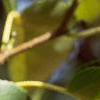 Alnus cordata, fruit