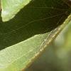 Alnus cordata, fruit