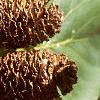 Alnus cordata, fruit
