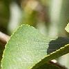 Alnus cordata, fruit