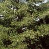 Alnus glutinosa 'Laciniata', habit