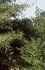 Alnus glutinosa 'Laciniata', habit