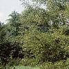 Alnus glutinosa 'Laciniata', habit
