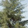 Alnus glutinosa 'Laciniata', habit