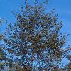 Alnus glutinosa 'Pyramidalis', habit