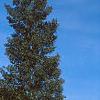 Alnus glutinosa 'Pyramidalis', habit