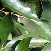 Alnus maritima, leaves