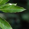 Alnus maritima, leaves