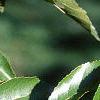Alnus maritima, leaves