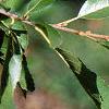 Alnus maritima, leaves