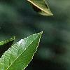 Alnus maritima, leaves