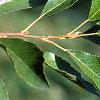 Alnus maritima, leaves