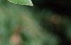 Alnus maritima, leaves