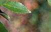 Alnus maritima, leaves
