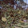 Alnus serrulata, habit