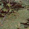 Alnus serrulata, habit