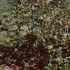 Alnus serrulata, habit