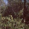 Alnus serrulata, habit