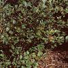 Alnus serrulata, habit