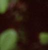 Alnus serrulata, leaves