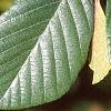 Alnus serrulata, leaves