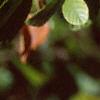 Alnus serrulata, leaves