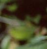 Alnus serrulata, leaves
