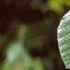 Alnus serrulata, leaves