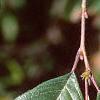 Alnus serrulata, leaves