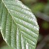 Alnus serrulata, leaves