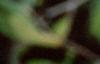 Alnus serrulata, leaves