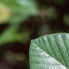 Alnus serrulata, leaves
