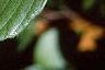 Alnus serrulata, leaves
