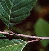 Alnus serrulata, leaves