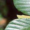 Alnus serrulata, leaves