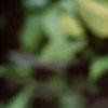 Alnus serrulata, leaves