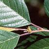 Alnus serrulata, leaves