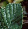 Alnus serrulata, leaves