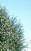 Betula utilis var. jacquemontii, habit