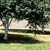 Betula utilis var. jacquemontii, habit